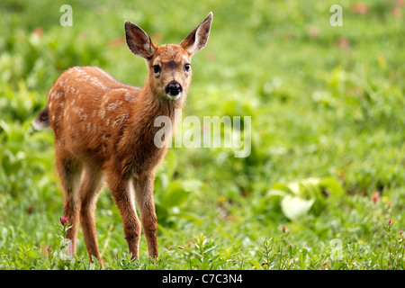 Blacktail deer fawn, Paradise, il Parco Nazionale del Monte Rainier, Washington, Stati Uniti d'America Foto Stock