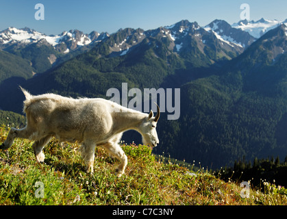 Capre di montagna, Bailey gamma, Olympic Mountains, il Parco Nazionale di Olympic, Washington Foto Stock