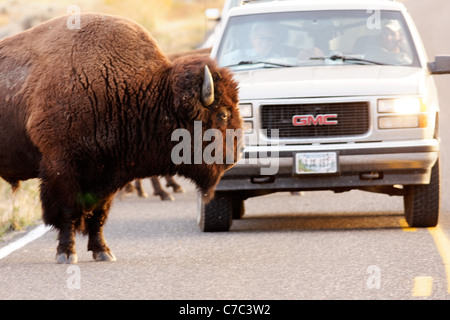 Il bisonte maschio in piedi sul park road nella parte anteriore del traffico in autunno nei pressi di Swan Lake, il Parco Nazionale di Yellowstone, Wyoming USA Foto Stock