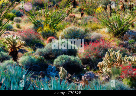 Giardino deserto nel Canyon di prugne, Anza-Borrego Desert State Park, California USA Foto Stock