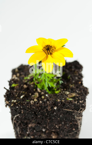 Nana bidens giallo in studio con sfondo bianco e a forma di radice pot vicino ups Foto Stock