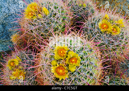 Barrel cactus in Bloom, Anza-Borrego Desert State Park, California USA Foto Stock