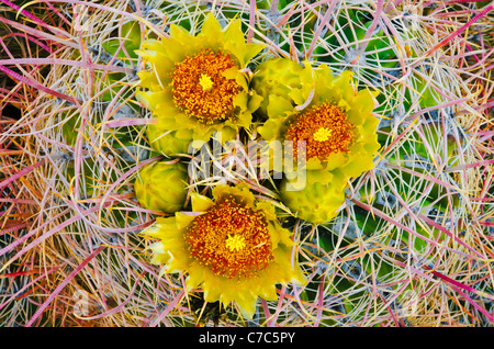 Barrel cactus in Bloom, Anza-Borrego Desert State Park, California USA Foto Stock