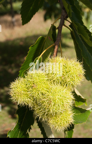 Un dolce castagno (Castanea sativa) tree con gli involucri acuminati o cupules contenenti le castagne. Foto Stock