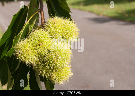 Un dolce castagno (Castanea sativa) tree con gli involucri acuminati o cupules contenenti le castagne. Foto Stock