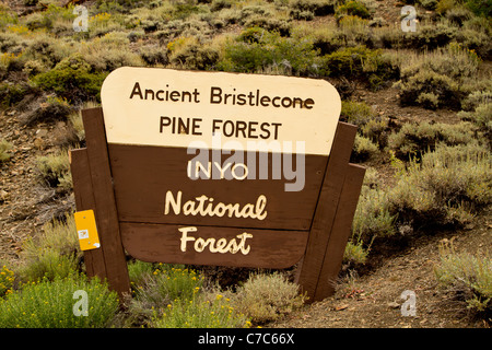 Bristlecone antica foresta di pini, Inyo National Forest, California, Stati Uniti d'America Foto Stock