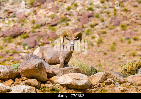 Peninsular Bighorn (Ovis canadensis cremnobates), Anza-Borrego Desert State Park, California USA Foto Stock