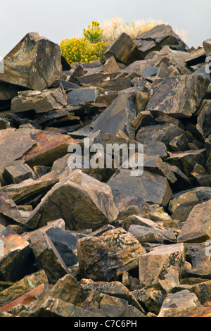 Bristlecone antica foresta di pini, Inyo National Forest, California, Stati Uniti d'America Foto Stock