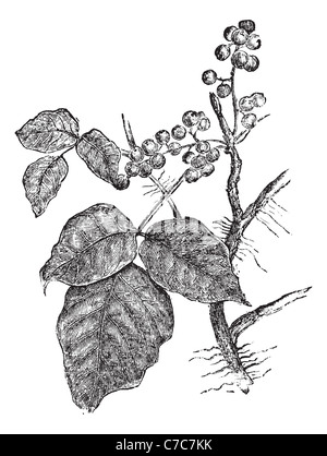 Poison Ivy (Rhus Toxicodendron), vintage illustrazioni incise. Trousset enciclopedia (1886 - 1891). Foto Stock