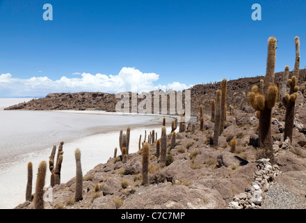 Vista da Isla Incahuasi, Uyuni Saline, Bolivia Foto Stock