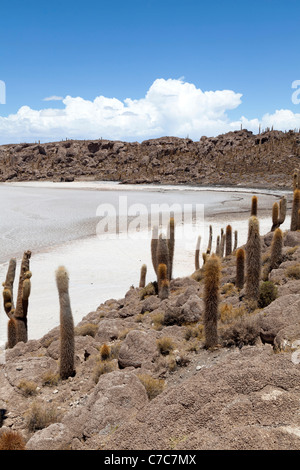 Vista da Isla Incahuasi, Uyuni Saline, Bolivia Foto Stock