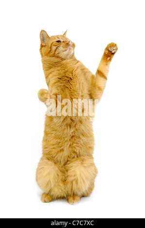 Happy cat in piedi con i piedi in aria Foto Stock