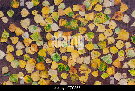 Betula pendolari . Argento Betulla foglie su un percorso bagnato in autunno Foto Stock