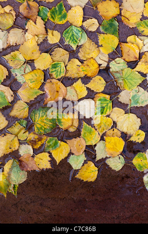 Betula pendolari . Argento Betulla foglie su un percorso bagnato in autunno Foto Stock