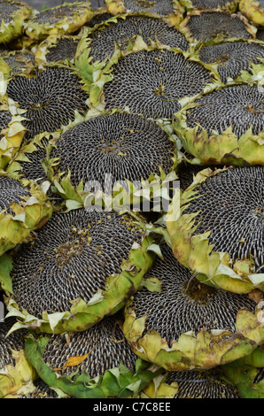 Grandi distese di girasoli, pranzo con semi, in vendita in un Xining street market, Qinghai, Cina Foto Stock