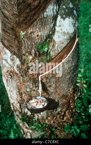 Lattice da una struttura in gomma (Hevea Brasiliensis: Euphorbiaceae) goccioli nella tazza di raccolta su una piantagione di gomma, Sumatra Foto Stock