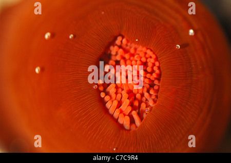 Anemone Beadlet (Actinia equina) Foto Stock