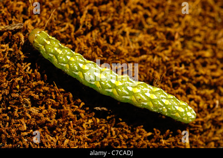 Caterpillar del bel giallo Underwing (Anarta myrtilli) Foto Stock