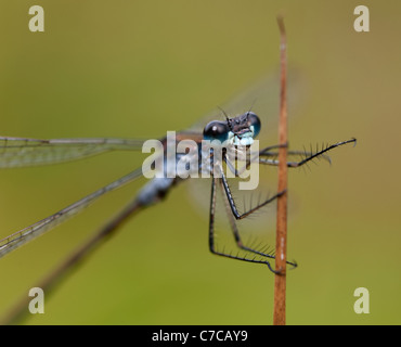 Comune damselfly blu - close up. SCO 7705 Foto Stock