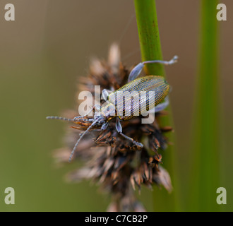 Leaf Beetle su stagno Rush SCO 7077 Foto Stock