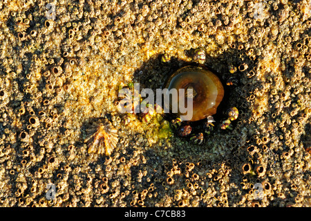 Anemone Beadlet (Actinia equina) Foto Stock