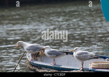 Tre gabbiani reali Foto Stock