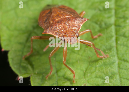 Spined Soldier Bug (Podisus maculiventris) Foto Stock