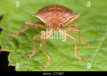 Spined Soldier Bug (Podisus maculiventris) Foto Stock