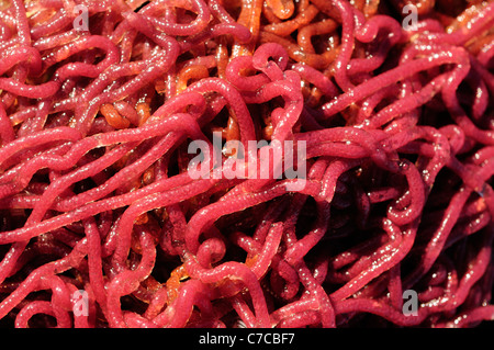 Mare di spawn lepre (Aplysia punctata) Foto Stock