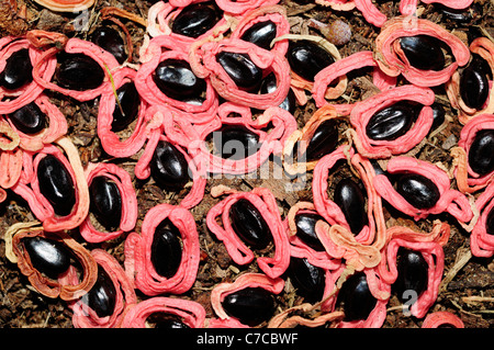 Semi della Australian Blackwood (Acacia melanoxylon) Foto Stock