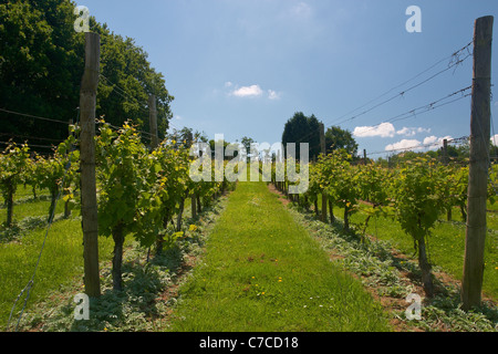 I giovani di vigneti piantati a cappella giù in cantina Tenterden, Kent, Inghilterra. Foto Stock