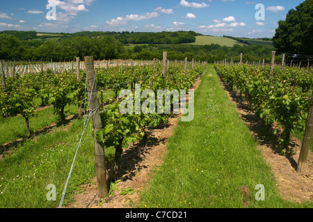 I giovani di vigneti piantati a cappella giù in cantina Tenterden, Kent, Inghilterra. Foto Stock