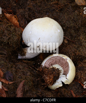 Cavallo, funghi Agaricus arvense, Agaricaceae. Crescendo in un mucchio di tagli di erba. Foto Stock