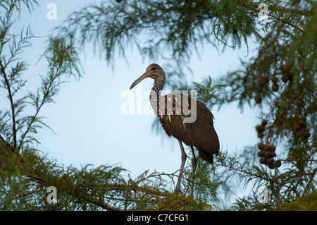 Un Limpkin appollaiato in un cipresso Foto Stock