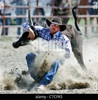 Concorrente nella mucca tie-down roping evento del rodeo tenutosi presso il corvo prenotazione agenzia in Montana durante il Crow fiera. Foto Stock