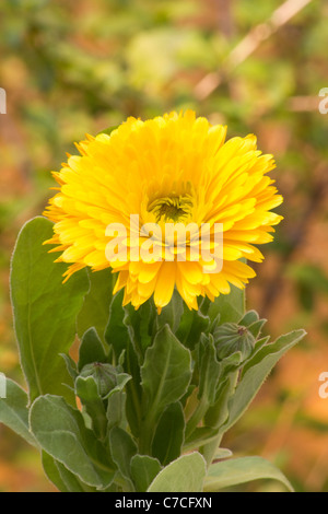 Close-up di Calendula (calendula officinalis) impianto in un giardino Foto Stock