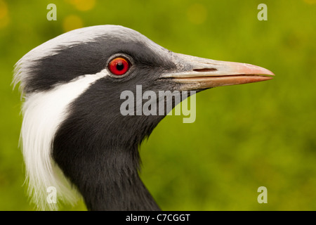 Demoiselle gru (Anthropoids virgo). Profilo di testa. Foto Stock