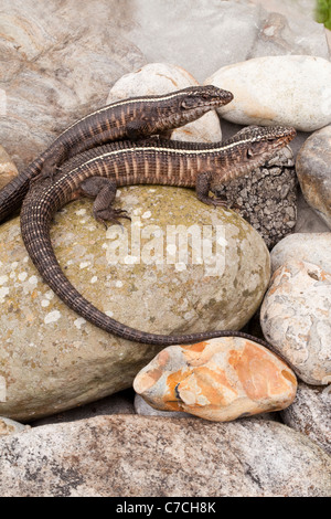 Lucertole placcato (Gerrhosaurus validus). Africa meridionale e orientale. Foto Stock