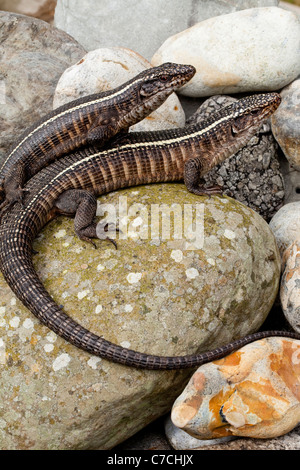 Lucertole placcato (Gerrhosaurus validus). Africa meridionale e orientale. Foto Stock