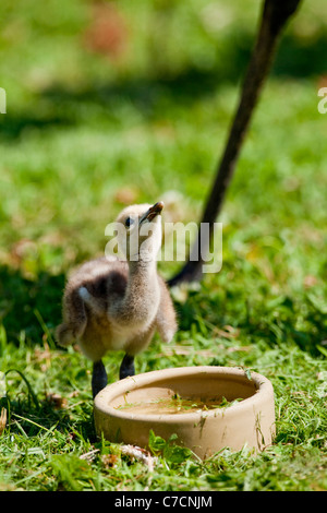 Demoiselle gru (Anthropoides virgo). Chick essendo genitore allevati nella raccolta di uccelli, bere dalla coppa dell'acqua. Foto Stock