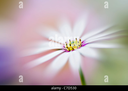 Osteospermum jucundum AGM - South African Daisy Foto Stock
