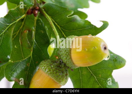 Ghiande con gocce di pioggia contro white Foto Stock