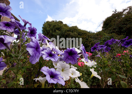 Wide angle view of petunias taken from ground level Foto Stock