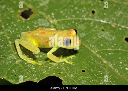 Polka Dot raganella, Hypsiboas (Hyla) punctatus, a Sacha Lodge Foto Stock