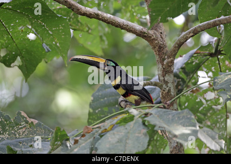 Molti-Aracari nastrati, Pteroglossus pluricinctus a Sacha Lodge Foto Stock