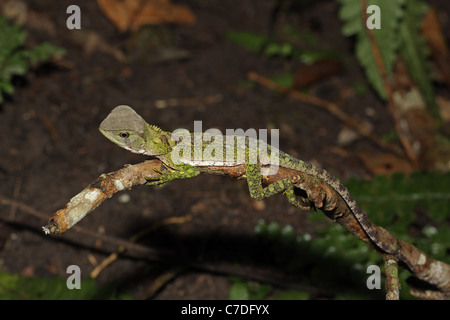 Amazon legno Lizard, Enyalioides laticeps, a Sacha Lodge Foto Stock