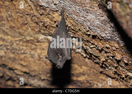 Seba di breve-tailed frutto Bat, Carollia perspicillata, sono ' appollaiati in un albero durante il giorno a Sacha Lodge Foto Stock