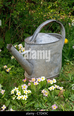 Lo zinco annaffiatoio in giardino percorso. Foto Stock