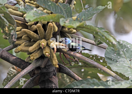 Blu-colli, tanager Tangara cyanicollis, si nutrono di frutta a San Isidro Foto Stock