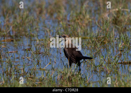 Barca femmina tailed Grackle (Quiscalus major) Foto Stock